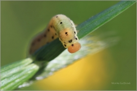 <p>PILATKA (Sciapterix sobrinus) ? Rychnov u Jbc.n.N.</p>